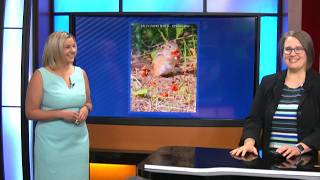 906 Weather Watchers: Cherry picking suns & chipmunks (July 27, 2026)