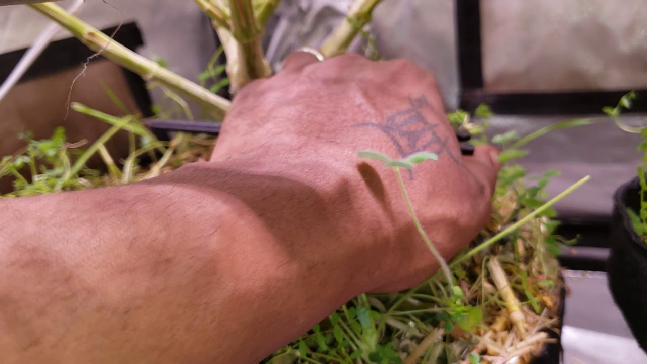 Blueberry muffin 💙  blumats finished the job💯