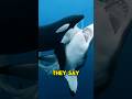 Orcas Obey. Great Whites Don’t.