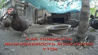 Как повысить выживаемость мускусных уток