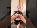 【速報】柴犬の鼻を長押ししたら、大惨事になりました...