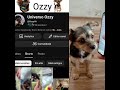 falta um #cachorro #ozzy