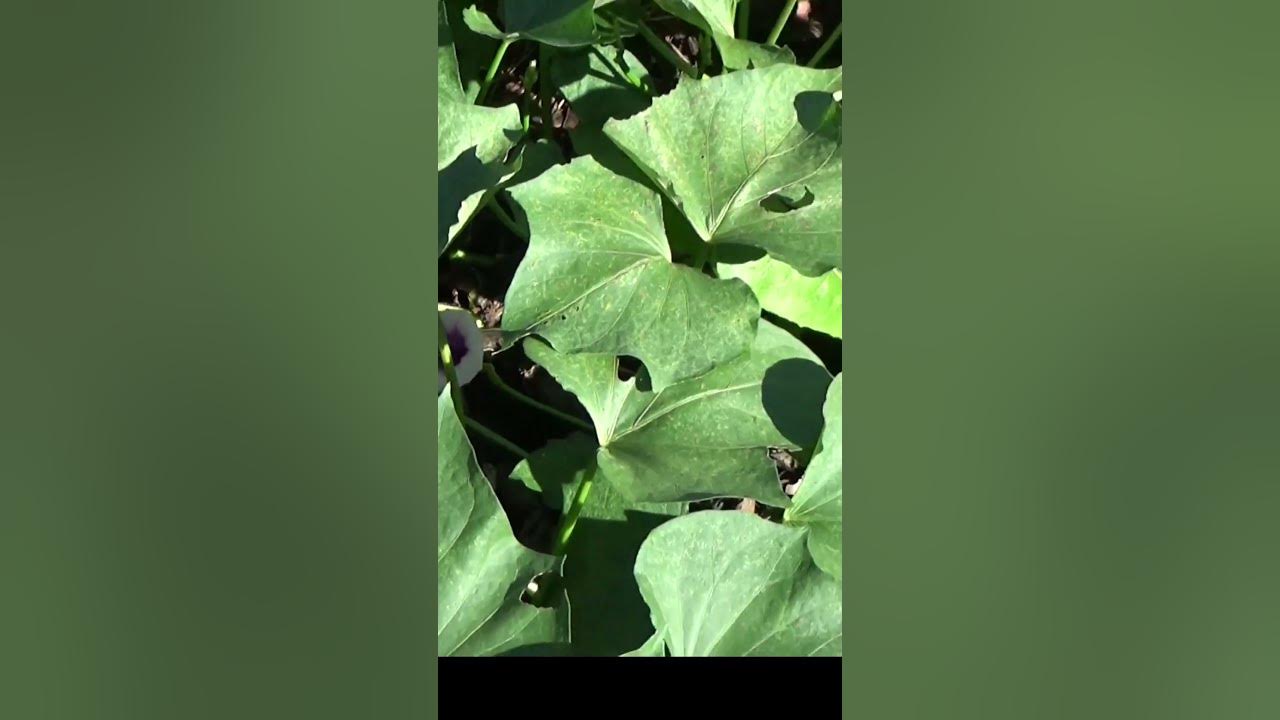 how-much-do-sweet-potatoes-vines-grow-in-the-deep-mulch-garden-shorts
