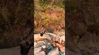 Celebrity Juvenile Bald Eagle rescued after suffering from Lead poisoning and a broken leg Net Worth