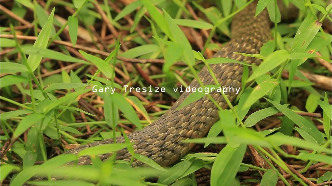 HAVE YOU EVER WATCHED A SNAKE BREATHE?//HOW DO SNAKES BREATHE?//WATCH