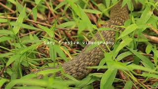 HAVE YOU EVER WATCHED A SNAKE BREATHE?//HOW DO SNAKES BREATHE?//WATCH THIS BROWN SNAKE BREATHING//