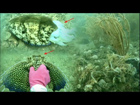 Video Con Cá Tắc Kè Ngày Lặn Biển May Mắn Nhất Ở Điểm Rạn... - youtube