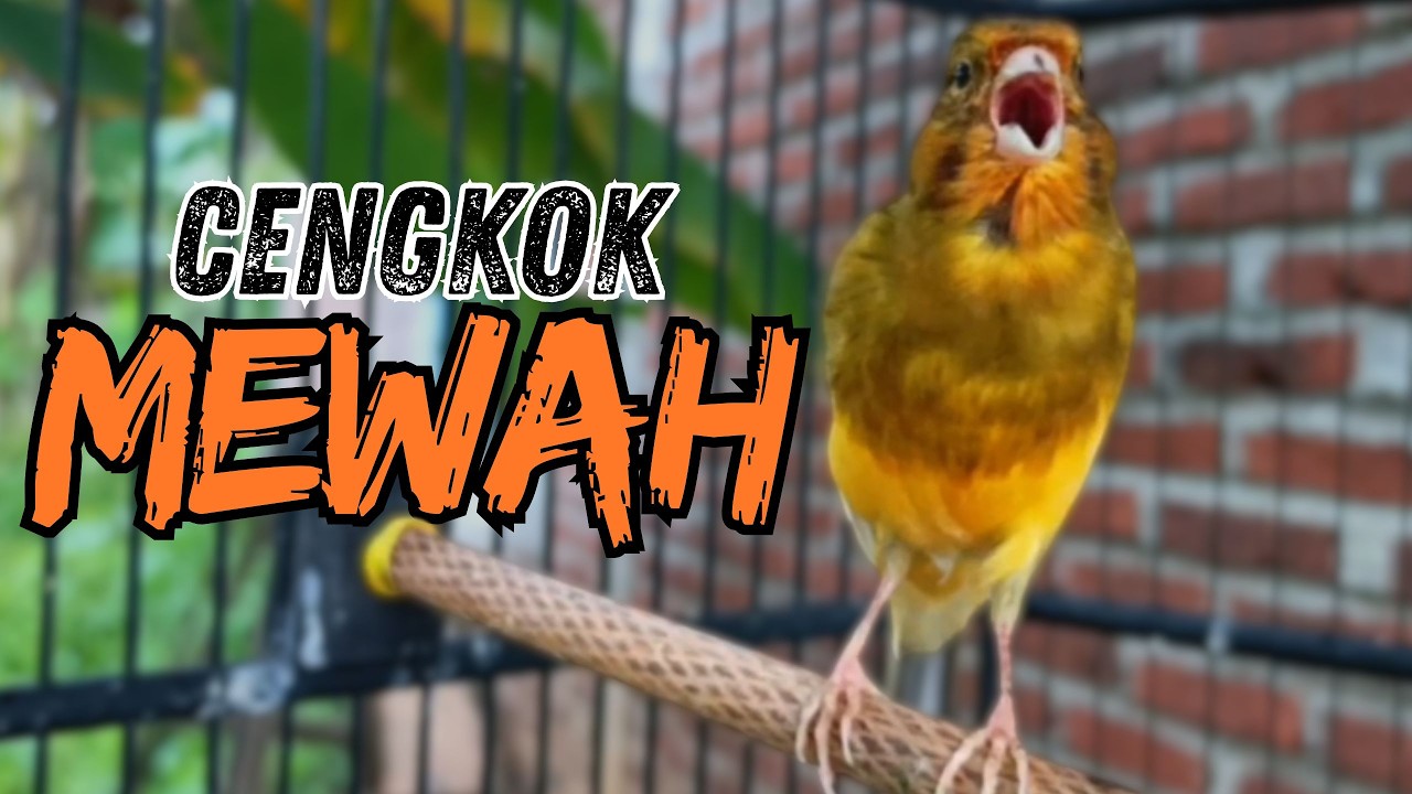 Sekali Putar Langsung Nyaut! Pancingan & Terapi Kenari Macet Bunyi Jadi Gacor Dor !!