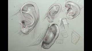 ANATOMY FOR ARTISTS  Ear Anatomy Part 2