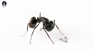 Microflier’s || #Smallest_Flying_Reboot #TECHNOLOGY