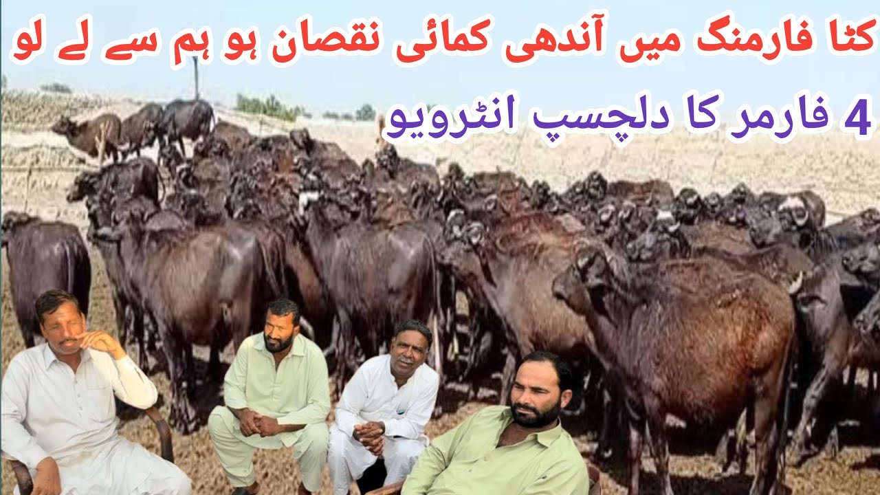 Profitable business Katta Farm & Bachra Farming in Pakistan