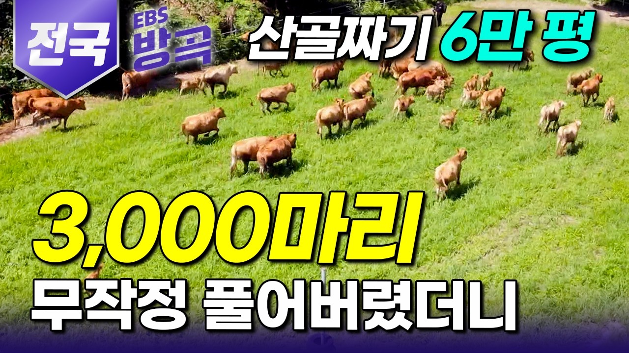 [전국] “세 마리만 숨겨서 들어왔는데..” 13년 키우다 보니 3000마리까지 불어났다｜멀쩡한 산골에다 토끼부터 닭에 소까지 동물 풀어놓은 목장 사람들｜#한국기행 #방방곡곡