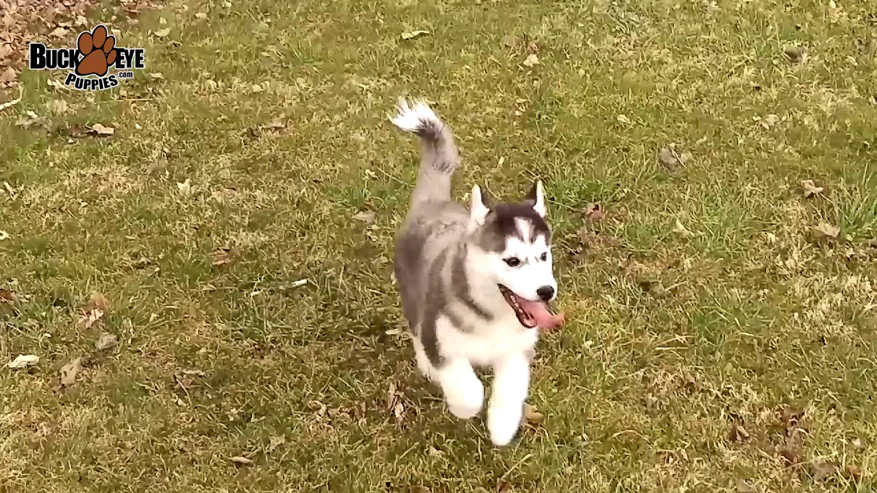 Huskimo Puppy