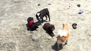 Griz's first day at the beach