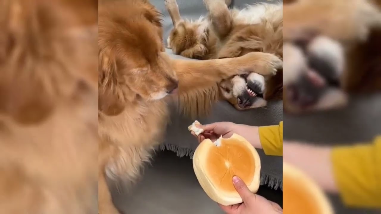 Смешные видео с животными 😂 Самые смешные кошки 😺 и собаки 🐶 2025 #кошки #домашниеживотные #собак...