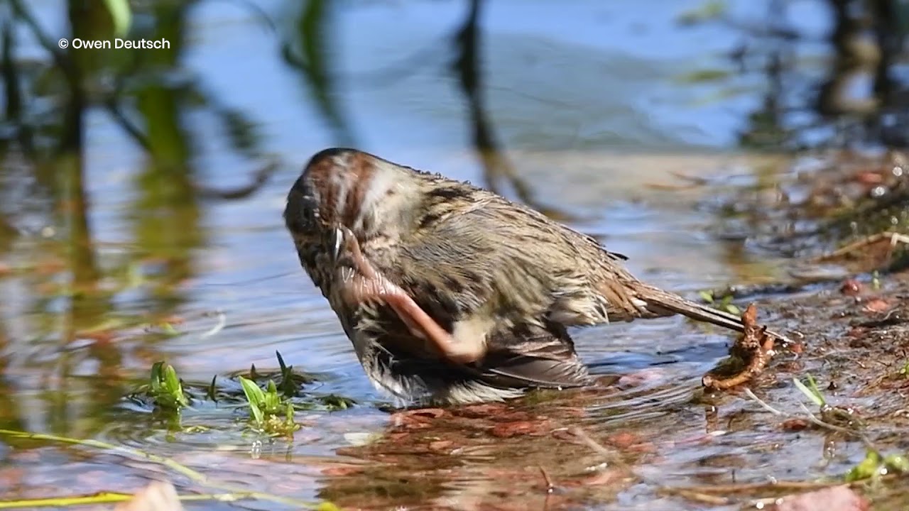 Lincoln's Sparrow Takes a Bath - Wash That Man 