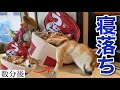 【柴犬】眠すぎてベッドから溢れ出てくる犬が寝落ちするまでの様子。