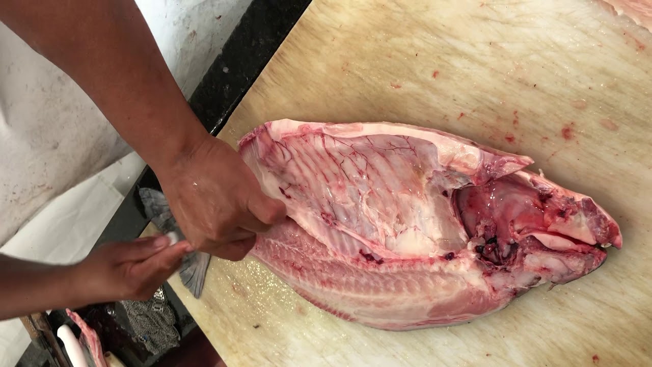 Tirar espinhas do Tambaqui