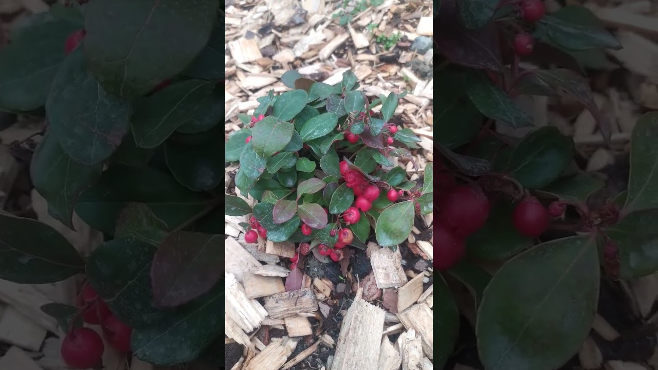 Снежная ягода! Гаультерия! Вечнозелёный кустарник из семейства вересковых!