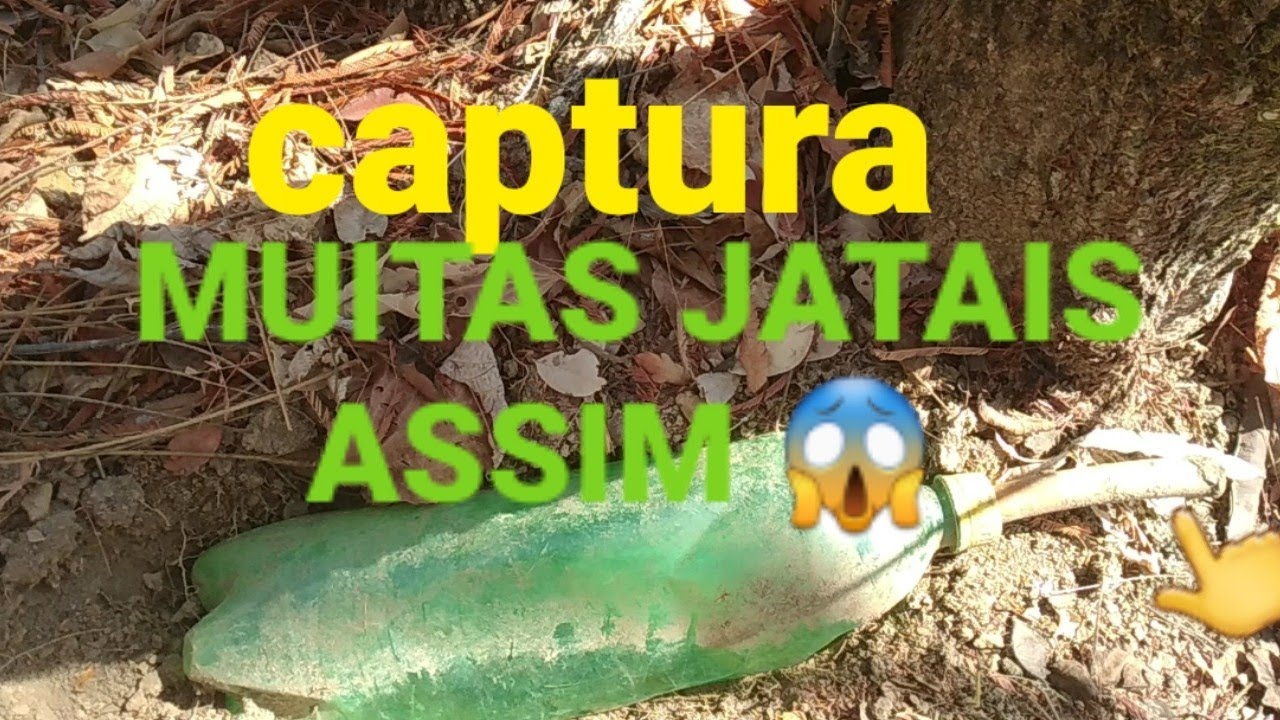 ISCA ENTERRADA CAPTURA ABELHA JATAI.