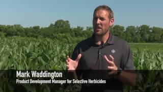 How to Implement a Zero Tolerance Approach to Weed Control