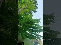 small Amla tree