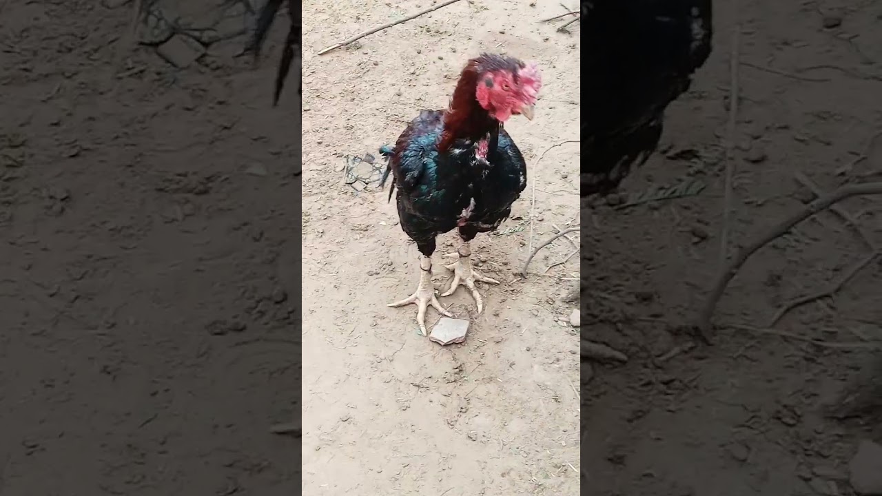 asheel murga shorts video 