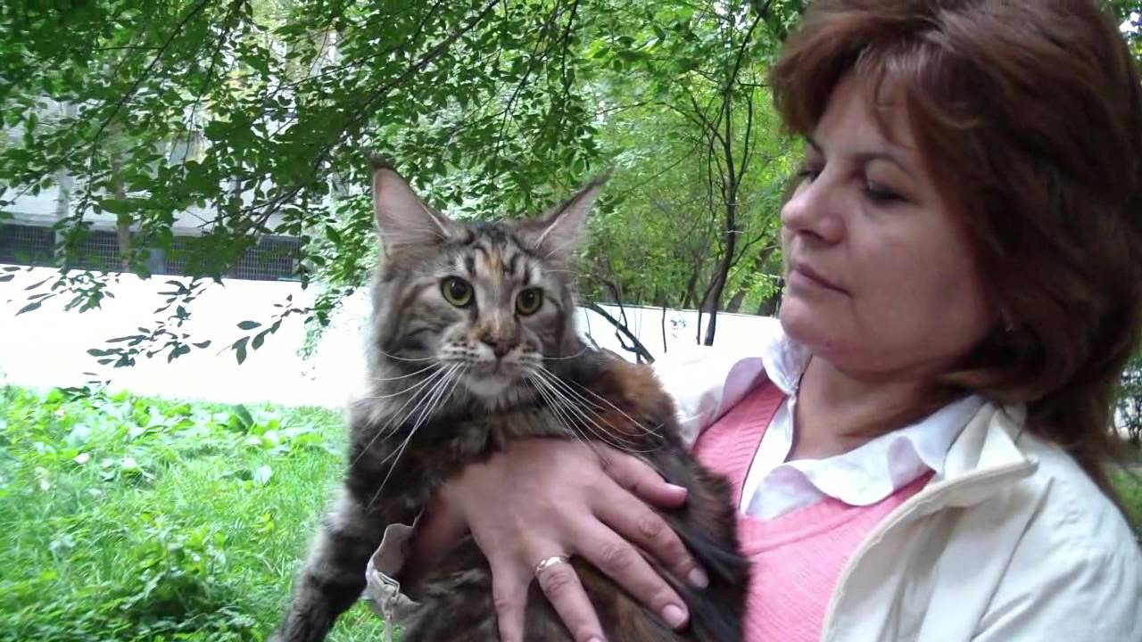 кошки породы Прием в клубах кошек PCA 13.09.2015г