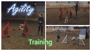 Dog Agility Fun 22 - Cockapoo Training