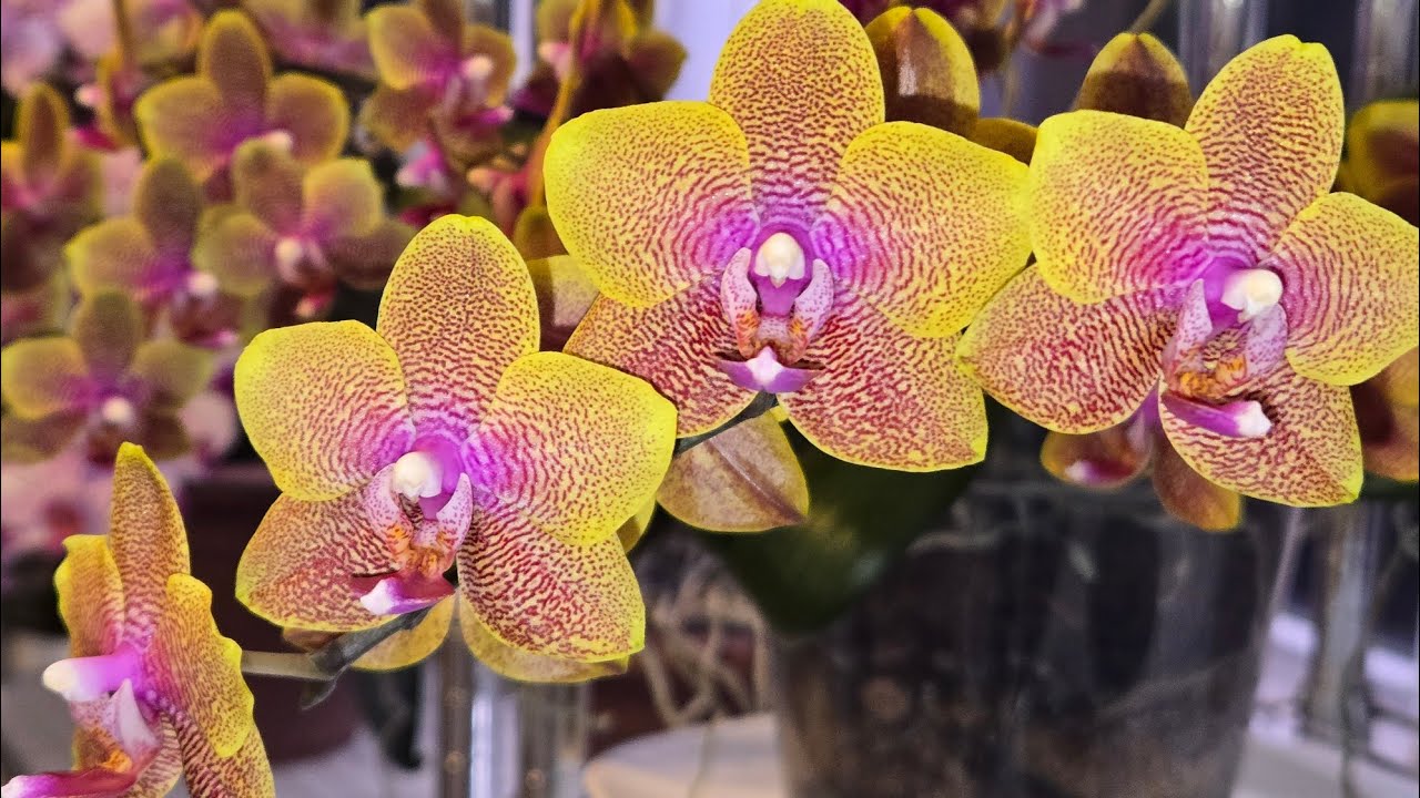 Orchid Q & A: When do I repot new orchids? What happened to my