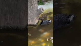 Black Swans at Essel World #youtubeshorts