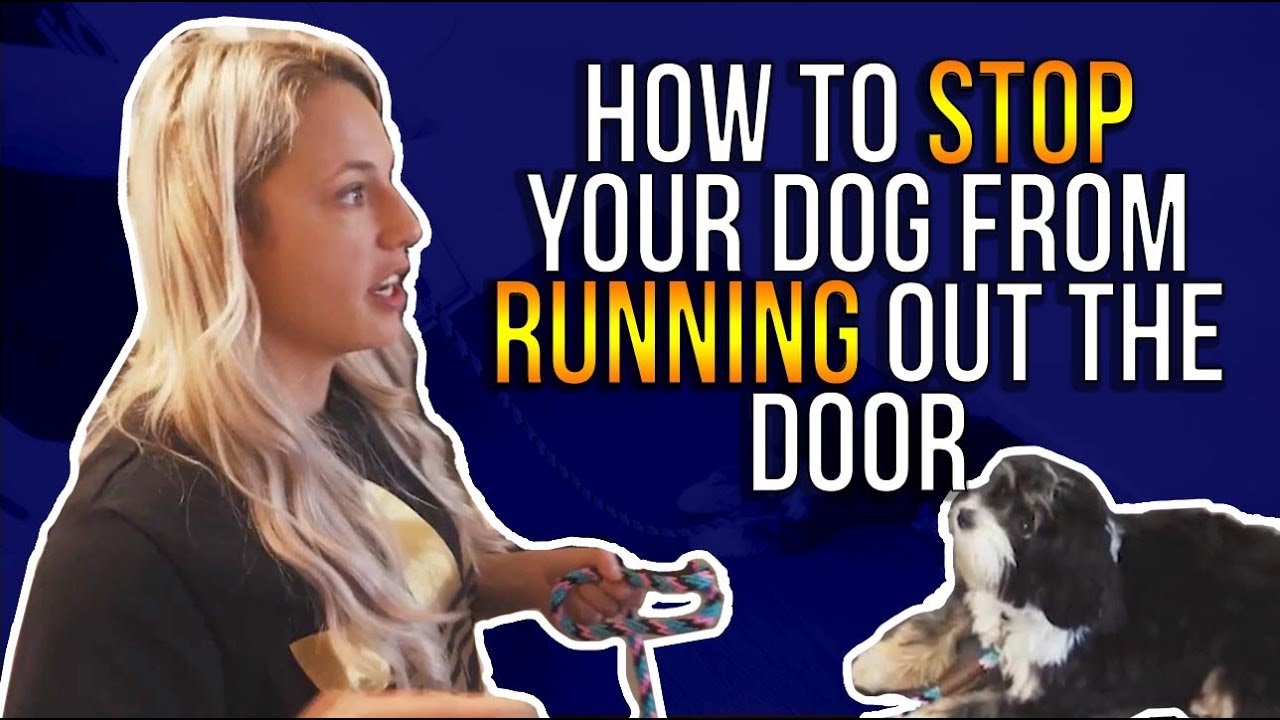 HOW TO STOP YOUR DOG FROM RUNNING OUT THE DOOR YouTube