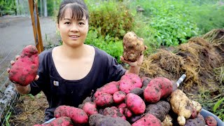 Grow Sweet Potatoes  Free building farm life  Build Log Cabin | Phuong Daily Harvesting