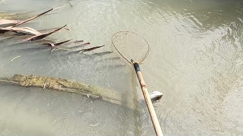Mưa Nước Lên Nước Trong Đi Kích Cá Lóc Bự Lên Dễ Vớt Quá @