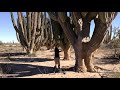 Saguaro cactus Tierra de gigantes en Sonora Bahía de Kino belleza de natural del desierto