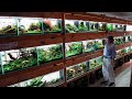 The Most INCREDIBLE PLANTED AQUARIUM FISH STORE TOUR in Japan!