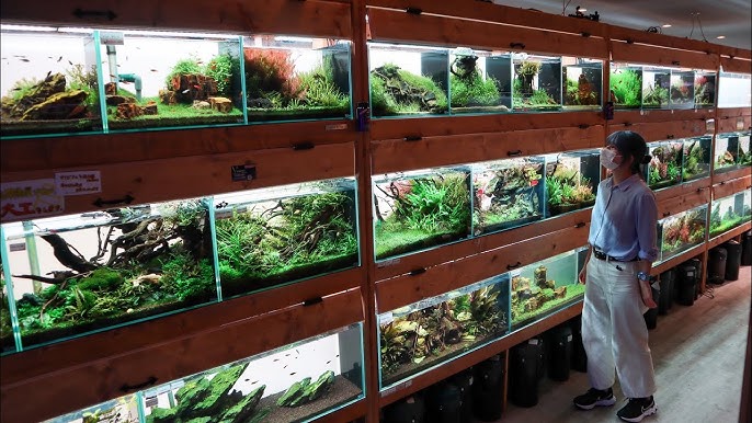 Aquarium Shop Near Me: 6 Amazing Aquarium Shops in Singapore