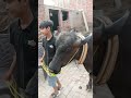 Mashalla Qurbani❤️❤️Allah pk sab ko Qurbani krny ki tufik ata frmai🤲🤲🙏
