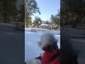 maltese puppy wants to play in snow