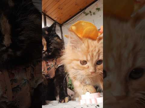 Masha Simba Funny Iphone16 Trending Youtubeshorts Shortvideo ماشاءالله Shorts Fyp Cat Mashallah 