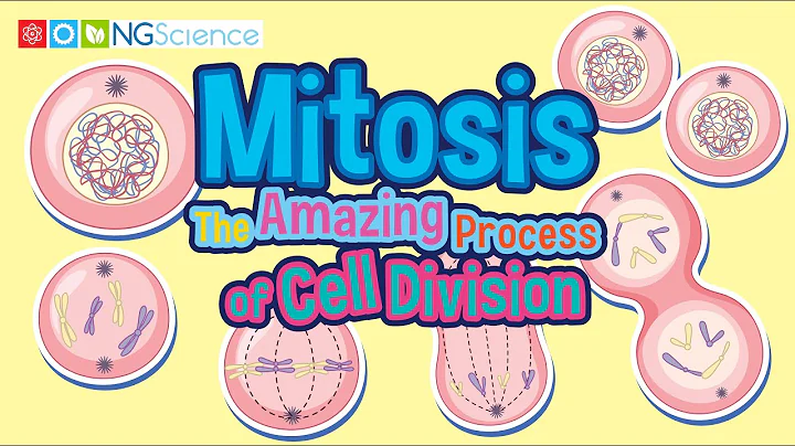 Mitosis – The Amazing Process of Cell Division