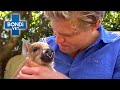 Dr chris warns family about adopting pet pig   bondi vet clips  bondi vet