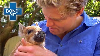 Dr Chris Warns Family About Adopting Pet Pig ⚠ | Bondi Vet Clips | Bondi Vet