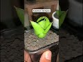 Sanseviera Yang Banyak Di Cari 2025 Tanamanhiashargamurah Shortvideo Tanamanhias Plants Sanseviera Yang Banyak Di Cari 2025 Tanamanhiashargamurah Shortvideo Tanamanhias Plants