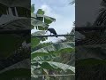 Crow feeding - Wattala Srilanka