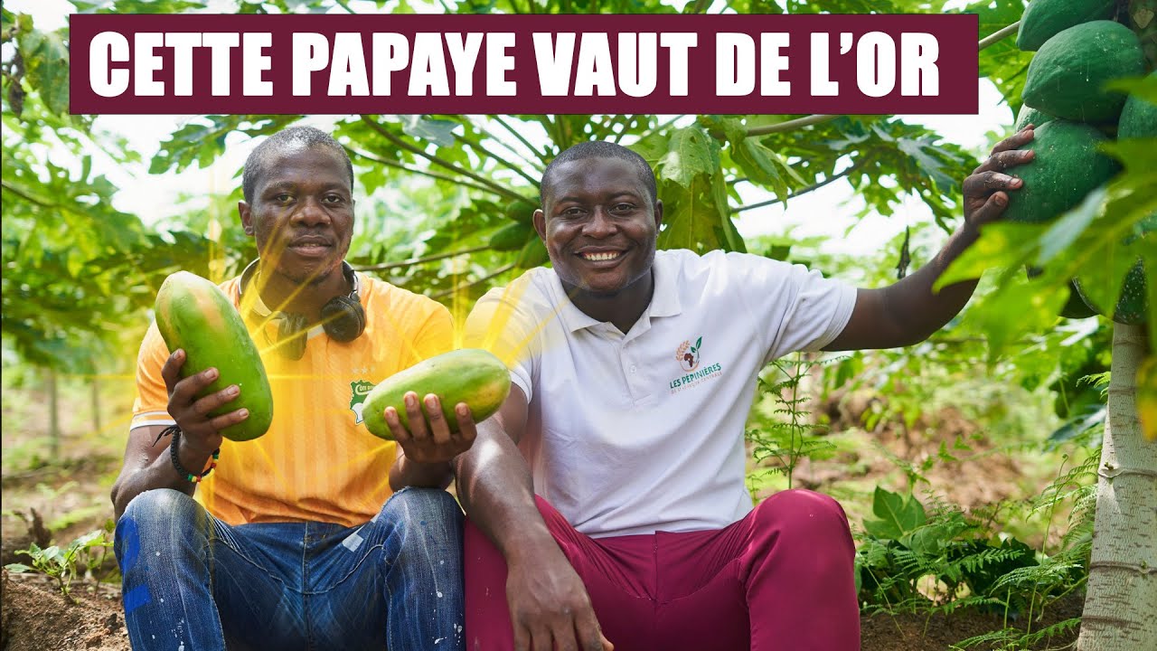 C'est l'un des fruits exotiques les plus exportés en Europe, @KANAEVARISTE en fait 3Ha au Cameroun.