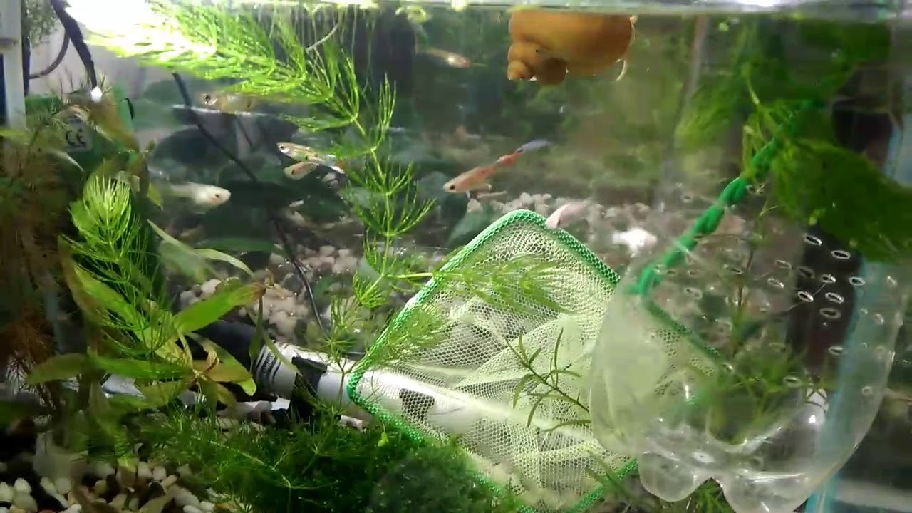 лечение в общем аквариуме