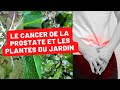 Jardin crole et sant masculine  les plantes qui combattent le cancer de la prostate