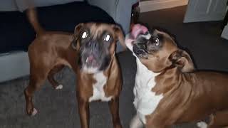 Boxer dog throws a huge Tantrum over nothing. by Layla the Boxer Dog 2,981 views 1 year ago 5 minutes, 15 seconds