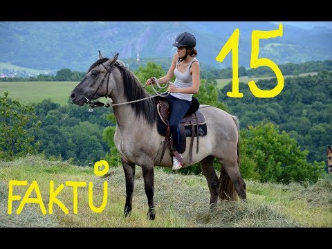 Video: Jaká Je Trvanlivost Koňaku